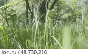 Camera movement among the fresh green grass in the forest. Стоковое видео, видеограф Ярославский Максим / Фотобанк Лори