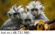 grooming silvered leaf monkey ai generated. Стоковое AI-изображение, AI-художник Vectorwin / Фотобанк Лори