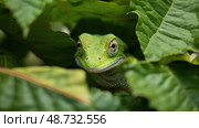 body green anole ai generated. Стоковое AI-изображение, AI-художник Vectorwin / Фотобанк Лори