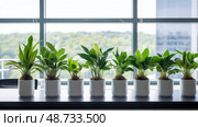 vitg plants in office ai generated. Стоковое AI-изображение, AI-художник Vectorwin / Фотобанк Лори