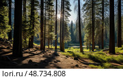 sunlight south lake tahoe trees ai generated. Стоковое AI-изображение, AI-художник Vectorwin / Фотобанк Лори