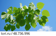 morus white mulberry leaf ai generated. Стоковое AI-изображение, AI-художник Vectorwin / Фотобанк Лори