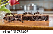 scent odorous house ant ai generated. Стоковое AI-изображение, AI-художник Vectorwin / Фотобанк Лори