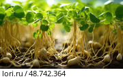 nodules peanut plants ai generated. Стоковое AI-изображение, AI-художник Vectorwin / Фотобанк Лори