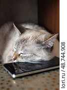 Gray cat lying head on a black smartphone. Стоковое фото, фотограф Vladislav_v / Фотобанк Лори