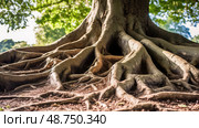 oak tree root system ai generated. Стоковое AI-изображение, AI-художник Vectorwin / Фотобанк Лори
