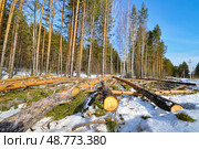 Спиленные деревья в лесу. Тюменская область. Стоковое фото, фотограф Александр Тараканов / Фотобанк Лори