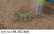 Close-up of watering a planted cabbage sprout from a watering can. Gardening and horticulture concept. Стоковое видео, видеограф Мария Зубарева / Фотобанк Лори