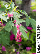Lamprocapnos spectabilis, bleeding heart, fallopian buds or Asian bleeding-heart flower. Стоковое фото, фотограф Татьяна Васильева / Фотобанк Лори