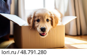 retriever puppy in a box ai generated. Стоковое AI-изображение, AI-художник Vectorwin / Фотобанк Лори