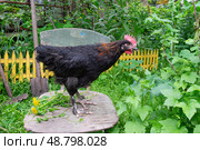 Петух   французской породы Маран на старом стуле. Стоковое фото, фотограф Лариса Веселова / Фотобанк Лори