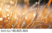 morning dead grass texture ai generated. Стоковое AI-изображение, AI-художник Vectorwin / Фотобанк Лори