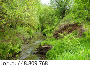 Узкая река среди заросших берегов (река Старка) Стоковое фото, фотограф Илья Старков / Фотобанк Лори