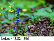 Creeping bugleweed (Ajuga reptans) thriving in a forest setting, surrounded by lush green grass. Стоковое фото, фотограф Татьяна Степанищева / Фотобанк Лори