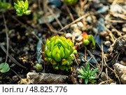 Сочные, яркие уличные суккуленты Молодило шароносное (побегоносное) (лат. Sempervivum globiferum) в саду. Растения в саду. Малая глубина резкости. Стоковое фото, фотограф Андрей Пустякин / Фотобанк Лори