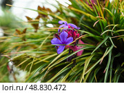 Close-up of Wallisia cyanea, a bromeliad with striking blue violet flowers and pink bracts, from the Bromeliaceae family, grown as tropical ornamental. Стоковое фото, фотограф Татьяна Терехина / Фотобанк Лори