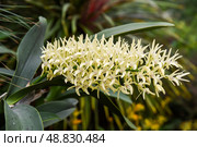 Closeup of blooming Dendrobium speciosum rock orchid with creamy yellow flowers and green leaves. Стоковое фото, фотограф Татьяна Терехина / Фотобанк Лори