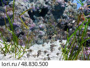 A large group of Banggai cardinalfish Pterapogon kauderni swims among green algae in a public aquarium in Singapore. Distinct black stripes and long fins. Стоковое фото, фотограф Татьяна Терехина / Фотобанк Лори