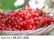 Viburnum opulus berries spill from a basket, highlighting their vibrant red color. Closeup. Стоковое фото, фотограф Татьяна Васильева / Фотобанк Лори