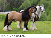 Pair of a Tinker horse portrait on summer fields background. Пара лошадей породы Тинкер на зеленом фоне летней природы. Стоковое фото, фотограф Михаил Кондрашов / Фотобанк Лори
