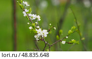 cherry blossom. Стоковое фото, фотограф Елизавета Малкова / Фотобанк Лори