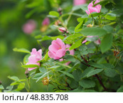 Hidden Pink rose hip flowers on a green. Стоковое фото, фотограф Елизавета Малкова / Фотобанк Лори