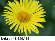 Дороникум (лат. Doronicum) крупным планом. Стоковое фото, фотограф хохрякова альбина накиповна / Фотобанк Лори
