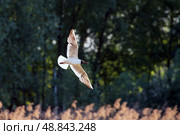 Озерная чайка в полете. Стоковое фото, фотограф Свитич Олег / Фотобанк Лори