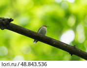 Small songbird perched on a branch among green leaves. Стоковое фото, фотограф Игорь Кляхин / Фотобанк Лори
