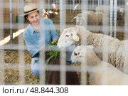 Smiling asian woman livestock breeder feeding sheeps. Стоковое фото, фотограф Яков Филимонов / Фотобанк Лори