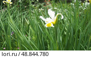 Iris orientalis is a species in the genus Iris, subgenus Limniris and in series Spuriae. It is rhizomatous perennial plant. Beautiful white iris with delicate petals. The yellow inside of the flower. Стоковое видео, видеограф Юлия Петровская / Фотобанк Лори