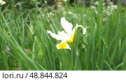 Iris orientalis is a species in the genus Iris, subgenus Limniris and in series Spuriae. It is rhizomatous perennial plant. Beautiful white iris with delicate petals. The yellow inside of the flower. Стоковое видео, видеограф Юлия Петровская / Фотобанк Лори