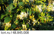 Lonicera japonica, Japanese honeysuckle and golden-and-silver honeysuckle, is a species of honeysuckle native to Asia. Ornamental plant used in traditional Chinese medicine. White yellow flowers. Стоковое фото, фотограф Юлия Петровская / Фотобанк Лори