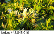Lonicera japonica, Japanese honeysuckle and golden-and-silver honeysuckle, is a species of honeysuckle native to Asia. Ornamental plant used in traditional Chinese medicine. White yellow flowers. Стоковое фото, фотограф Юлия Петровская / Фотобанк Лори