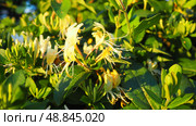 Lonicera japonica, Japanese honeysuckle and golden-and-silver honeysuckle, is a species of honeysuckle native to Asia. Ornamental plant used in traditional Chinese medicine. White yellow flowers. Стоковое фото, фотограф Юлия Петровская / Фотобанк Лори