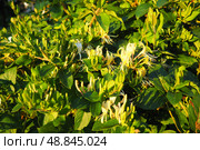Lonicera japonica, Japanese honeysuckle and golden-and-silver honeysuckle, is a species of honeysuckle native to Asia. Ornamental plant used in traditional Chinese medicine. White yellow flowers. Стоковое фото, фотограф Юлия Петровская / Фотобанк Лори