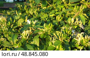 Lonicera japonica, Japanese honeysuckle and golden-and-silver honeysuckle, is a species of honeysuckle native to Asia. Ornamental plant used in traditional Chinese medicine. White yellow flowers. Стоковое видео, видеограф Юлия Петровская / Фотобанк Лори