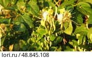 Lonicera japonica, Japanese honeysuckle and golden-and-silver honeysuckle, is a species of honeysuckle native to Asia. Ornamental plant used in traditional Chinese medicine. White yellow flowers. Стоковое видео, видеограф Юлия Петровская / Фотобанк Лори