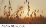 Sunset filters through oat plants in gentle silhouette on a breezy summer evening in countryside. Стоковое видео, видеограф Ольга Сухарева / Фотобанк Лори
