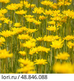 A clearing of bright yellow flowers in a green meadow. Стоковое фото, фотограф Александр Прошкин / Фотобанк Лори