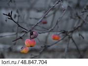 Райские яблоки на ветке. Стоковое фото, фотограф Татьяна Шестернева / Фотобанк Лори