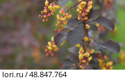 Close-up blooming barberry branch. Yellow flowers purple leaves. Perfect nature background for cinematic intros, beauty brands. Digital decor for hotels. Slow luxury atmosphere. Lively aesthetic. 4K. Стоковое видео, видеограф Марина Демидюк / Фотобанк Лори