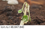 Dying cucumber seedling. Yellow wilted sprouts branch. Rotten. Crop failure. Disease of agricultural plants. Spotted yellowed diseased leaf. Leaves Infection. Sunburn. Vegetables Cultivation problems. Стоковое видео, видеограф Марина Демидюк / Фотобанк Лори