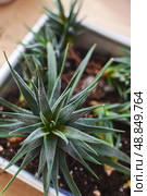 Spring replanting of indoor flowers. Replanting of Haworthiopsis - Haworthia Fasciata or Zebra Aloe plant, separation of new shoots. Стоковое фото, фотограф Ирина Буракова / Фотобанк Лори