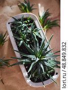 Spring replanting of indoor flowers. Replanting of Haworthiopsis - Haworthia Fasciata or Zebra Aloe plant, separation of new shoots. Стоковое фото, фотограф Ирина Буракова / Фотобанк Лори