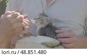 Stolen Hungry kitten drinks milk. Стоковое видео, видеограф Елизавета Малкова / Фотобанк Лори