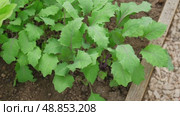 Green Kohlrabi seedlings growing in garden bed. Vegetable greenhouse. Purple Kohlrabi cabbage young plants. Agricultural field. Brassica. Organic farming, healthy food, BIO viands, back to nature. Стоковое видео, видеограф Марина Демидюк / Фотобанк Лори