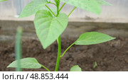 Young green pepper plant growing sprout in a black fertility soil. Top view, overhead. Vegetable seedling in the fertile dirt. Gardening mock up. Farm mockup with free space for text. Planting ground. Стоковое видео, видеограф Марина Демидюк / Фотобанк Лори