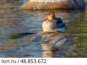 Утка средний длинноносый крохаль сидит на камне около воды. Стоковое фото, фотограф Людмила Капусткина / Фотобанк Лори