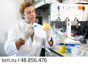 Geneticist working in laboratory, injecting additives into apple during experiments with genetically modified apple. Стоковое фото, фотограф Яков Филимонов / Фотобанк Лори